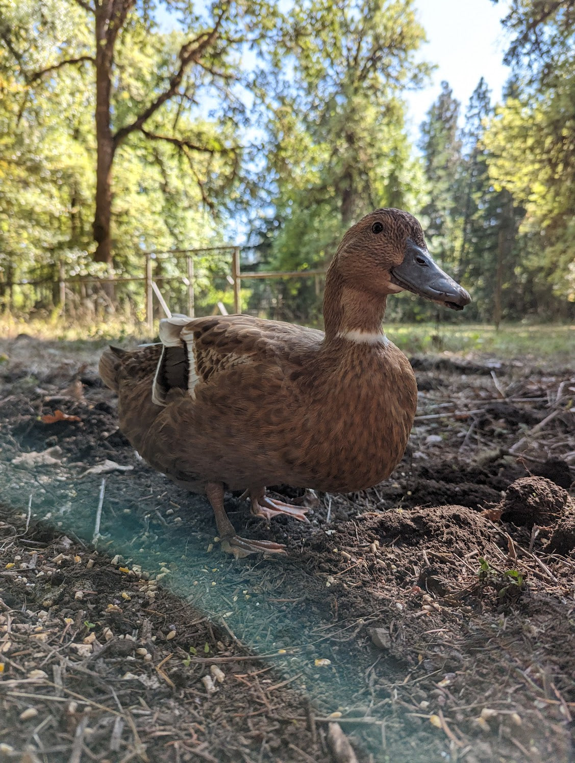 A photo of a brown duck foraging in a garden on a sunny day.