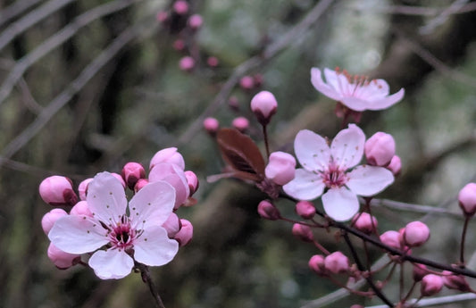 pink cherry blossoms blooming